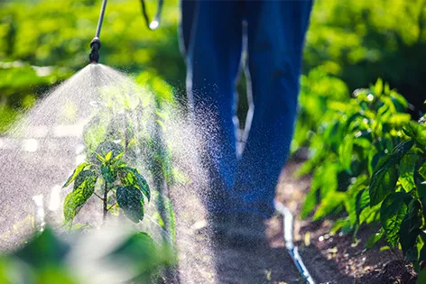 A man in blue jeans walks between two rows of plants. He is spraying the plants with chemicals, but he is not wearing protective gear