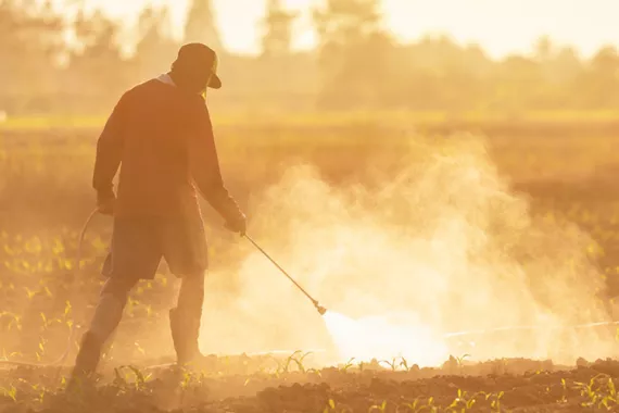 A man sprays small plants with chemicals. The plants are in rows in a field. The man does not appear to be wearing protective equipment