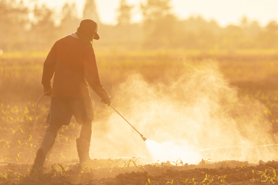 A man sprays small plants with chemicals. The plants are in rows in a field. The man does not appear to be wearing protective equipment
