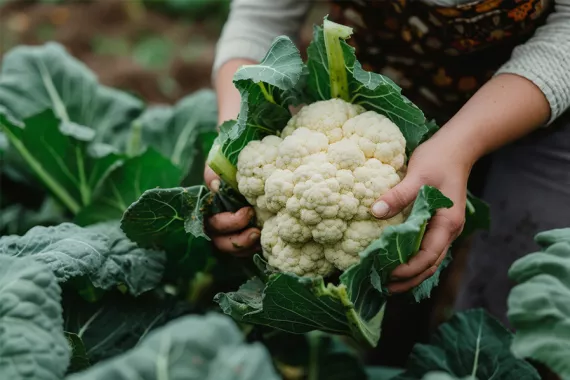 A close view of several healthy green cauliflower plants. A person holds one head of white cauliflower above the leafy plants below it