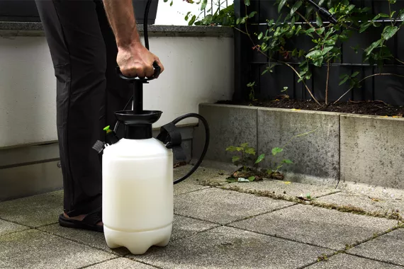 Close-up of someone spraying chemicals on patio plants. The sprayer is white with a black plunger. The person is wearing street clothes