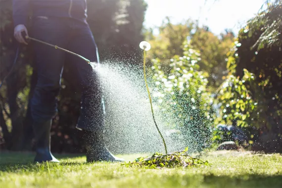 A man works in a grassy area with shrubs and trees. He wears rubber boots and blue clothes and is spraying a large weed with chemicals
