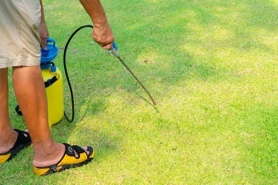A man sprays chemicals on a lawn. He is wearing shorts and sandals with no protective gear. Large areas of the lawn are damaged