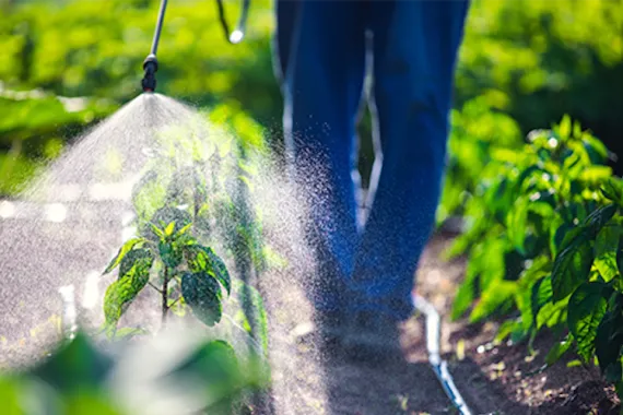 A man in blue jeans walks between two rows of plants. He is spraying the plants with chemicals, but he is not wearing protective gear